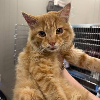 Domestic Medium Hair Cats Available for Adoption - Jetpack Cat | PetCurious