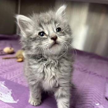 Opal -  Domestic Medium Hair Cat for Adoption in Lake Panasoffkee, Florida - Opal | PetCurious