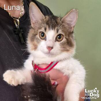 Domestic Long Hair and Tabby Cats Available for Adoption - Luna | PetCurious