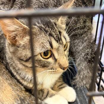Domestic Short Hair Cats Available for Adoption - Penny | PetCurious