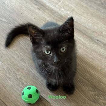 Wooloo -  Domestic Short Hair Cat for Adoption in Candler, North Carolina - Wooloo | PetCurious