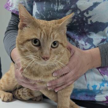 Domestic Short Hair Cats Available for Adoption in Canton, Illinois - Dorito | PetCurious