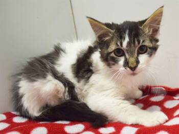 CULVER -  Domestic Medium Hair Cat for Adoption in Sacramento, California - CULVER | PetCurious