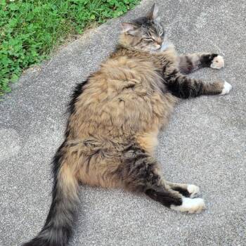 Zoe -  Domestic Medium Hair Cat for Adoption in Lynchburg, Virginia - Zoe | PetCurious
