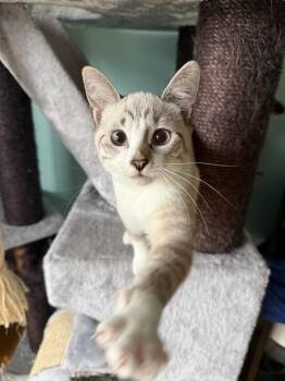 Popsicle -  Domestic Short Hair and Siamese Cat for Adoption in Plymouth, Michigan - Popsicle | PetCurious