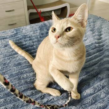Valentina -  Domestic Short Hair Cat for Adoption in Pompano Beach, Florida - Valentina | PetCurious