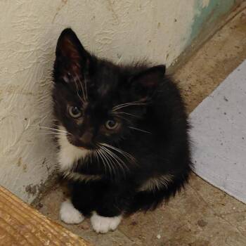 FIONA -  Domestic Short Hair Cat Available for Adoption in Willows, California - FIONA | PetCurious