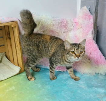 Rescue Tabby and Domestic Short Hair Cats for Adoption in Morehead, Kentucky - Sophie | PetCurious