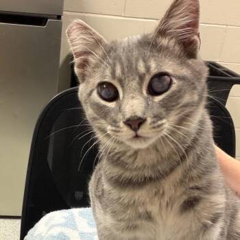 Elmer -  Domestic Short Hair Cat for Adoption in Reno, Nevada - Elmer | PetCurious