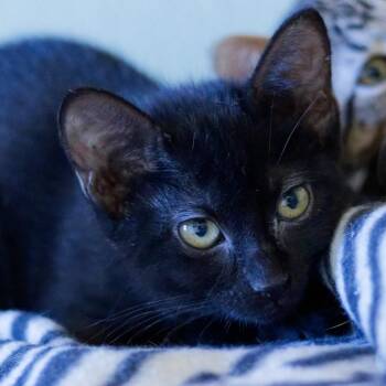 Bloom -  Domestic Short Hair Cat for Adoption in Hot Springs, Arkansas - Bloom | PetCurious