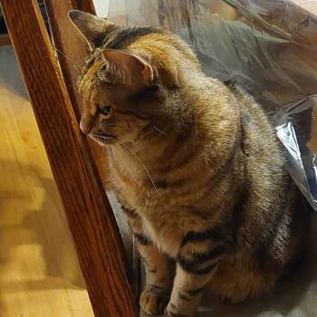 Ellie -  Domestic Short Hair Cat for Adoption in Nampa, Idaho - Ellie | PetCurious