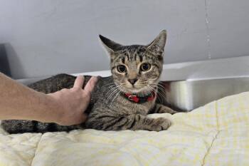 Romeo -  Domestic Short Hair Cat for Adoption in Dickson, Tennessee - Romeo | PetCurious
