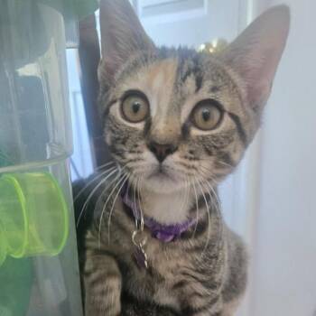 Melva -  Domestic Short Hair Cat for Adoption in Winchester, Virginia - Melva | PetCurious