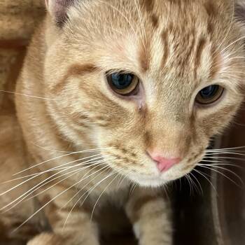 Kash -  Domestic Short Hair Cat for Adoption in Philadelphia, Pennsylvania - Kash | PetCurious