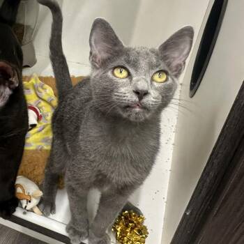 Damian -  Domestic Short Hair Cat for Adoption in Powdersville, South Carolina - Damian | PetCurious