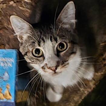 Rio -  Domestic Short Hair Cat for Adoption in Grantsville, Utah - Rio | PetCurious