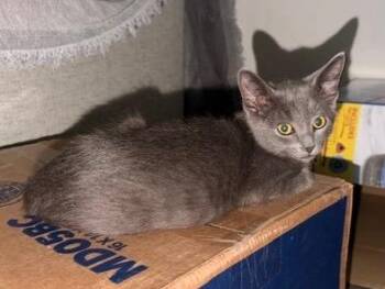 Smokey -  Domestic Short Hair Cat for Adoption in San Antonio, Texas - Smokey | PetCurious