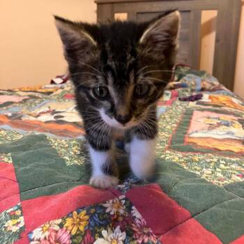 Revere -  Domestic Short Hair Cat for Adoption in Jasper, Indiana - Revere | PetCurious