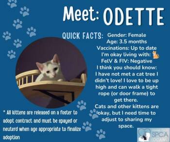 Odette -  Domestic Short Hair Cat for Adoption in Fulton, New York - Odette | PetCurious