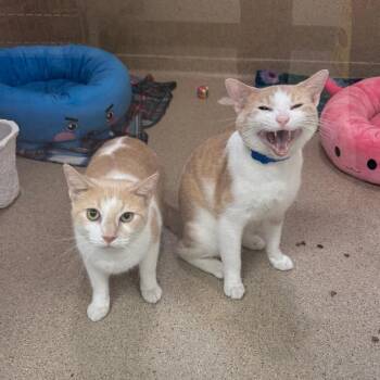 Eagon -  Domestic Short Hair Cat for Adoption in Pekin, Illinois - Eagon | PetCurious