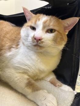 Mozzarella -  Domestic Short Hair Cat for Adoption in Raleigh, North Carolina - Mozzarella | PetCurious