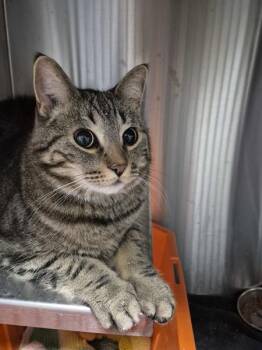 Henry -  Domestic Short Hair Cat Available for Adoption in Winnipeg, Manitoba - Henry | PetCurious