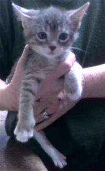 SQUIRREL -  Domestic Short Hair Cat for Adoption in Tallahassee, Florida - SQUIRREL | PetCurious
