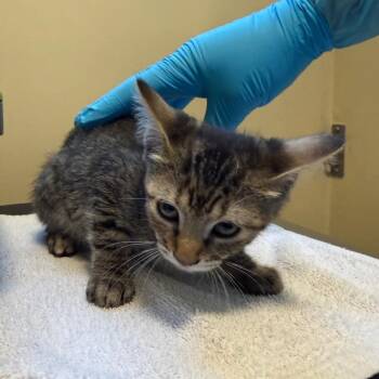 Celia -  Domestic Short Hair Cat for Adoption in Pasadena, California - Celia | PetCurious
