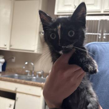 Spritz -  Domestic Short Hair Cat for Adoption in Dallas, Texas - Spritz | PetCurious