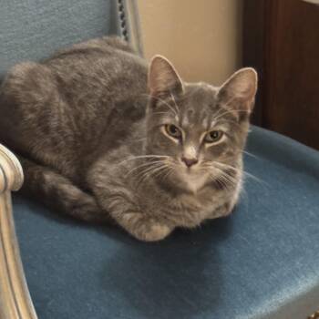 Friday -  Domestic Short Hair Cat for Adoption in Granby, Connecticut - Friday | PetCurious