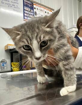 Rescue Domestic Short Hair Cats for Adoption in Hillsdale, Indiana - Lucy | PetCurious