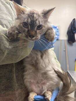 Domestic Short Hair Cats Available for Adoption - SWISS MISS | PetCurious