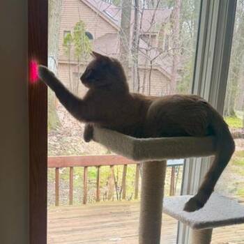 Timmy -  Domestic Short Hair Cat Available for Adoption in Traverse City, Michigan - Timmy | PetCurious