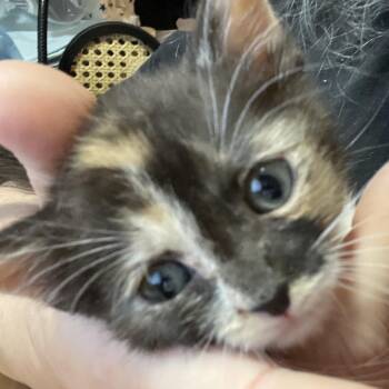 Wanda -  Domestic Short Hair Cat for Adoption in Tustin, California - Wanda | PetCurious