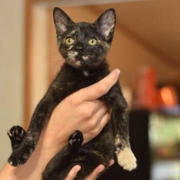 Hickory -  Domestic Short Hair Cat for Adoption in Belleville, Illinois - Hickory | PetCurious