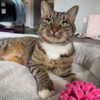Domestic Short Hair Cats Available for Adoption - Toulouse | PetCurious