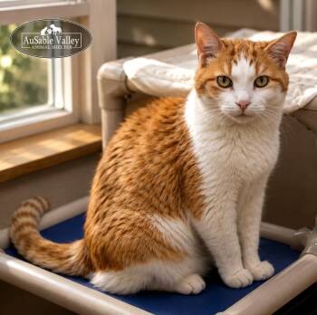 Rusty -  Domestic Short Hair Cat Available for Adoption in Grayling, Michigan - Rusty | PetCurious