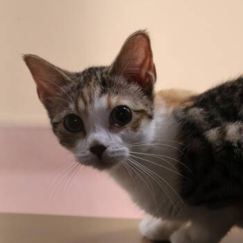 Domestic Short Hair Cats Available for Adoption in Briarcliff Manor, New York - Monica | PetCurious