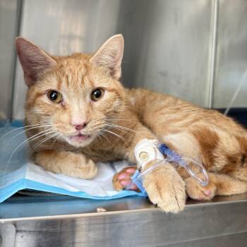 Mango -  Domestic Short Hair Cat for Adoption in New York, New York - Mango | PetCurious