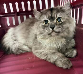 Domestic Long Hair and Domestic Short Hair Cats Available for Adoption in West Chester, Pennsylvania - Kenny Rogers | PetCurious