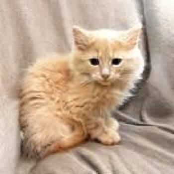 Calvin -  Domestic Long Hair Cat for Adoption in Portsmouth, Ohio - Calvin | PetCurious