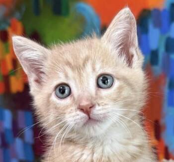 Spider -  Domestic Short Hair Cat for Adoption in Asbury Park, New Jersey - Spider | PetCurious