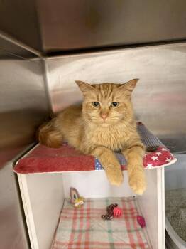 Amari -  Domestic Medium Hair Cat for Adoption in Walled Lake, Michigan - Amari | PetCurious