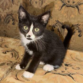 Gohan -  Domestic Short Hair Cat for Adoption in Bentonville, Arkansas - Gohan | PetCurious