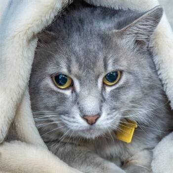 Domestic Long Hair Cats Available for Adoption - TOM YUM | PetCurious