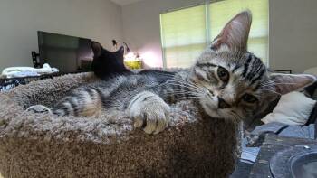 Toulouse -  Domestic Short Hair Cat for Adoption in Rockville, Maryland - Toulouse | PetCurious