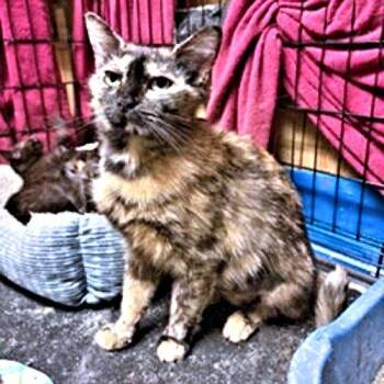 Mingle -  Tortoiseshell Cat for Adoption in Rutherfordton, North Carolina - Mingle | PetCurious