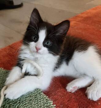 Joshua -  Domestic Long Hair Cat for Adoption in Reston, Virginia - Joshua | PetCurious