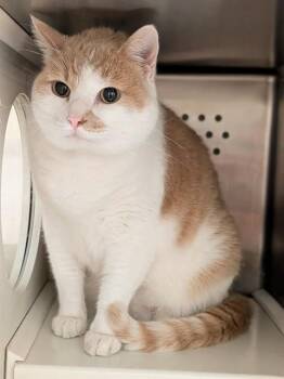 NACHO -  Domestic Short Hair Cat for Adoption in St. Peters, Missouri - NACHO | PetCurious