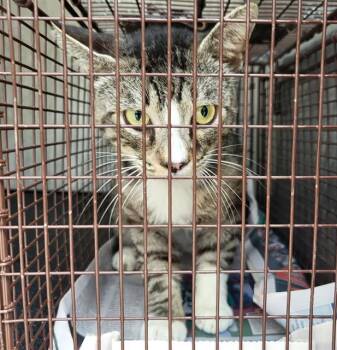 CHATTERBOX -  Domestic Short Hair Cat for Adoption in San Antonio, Texas - CHATTERBOX | PetCurious